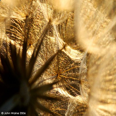 Inside a Flower Seed Head