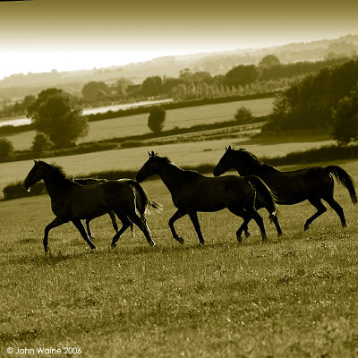 Evening Trot