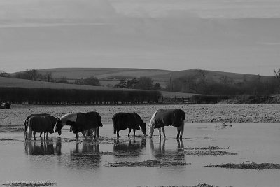 Grazing In The Floods