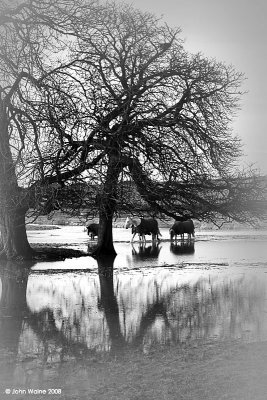 Horses, Trees and Floods