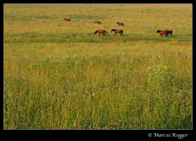 Field of Horses