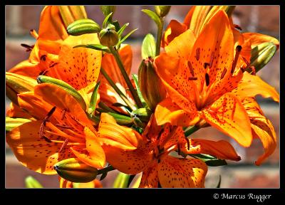 g4/94/472894/3/60584185.05220521flower.05.jpg