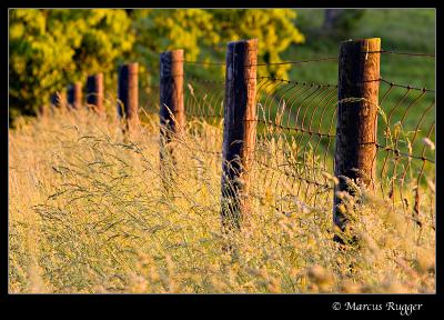 Fence in Evening Light