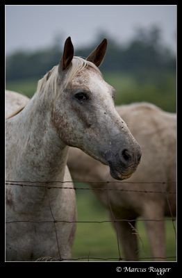 Horses