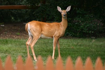IMG_243001.jpg