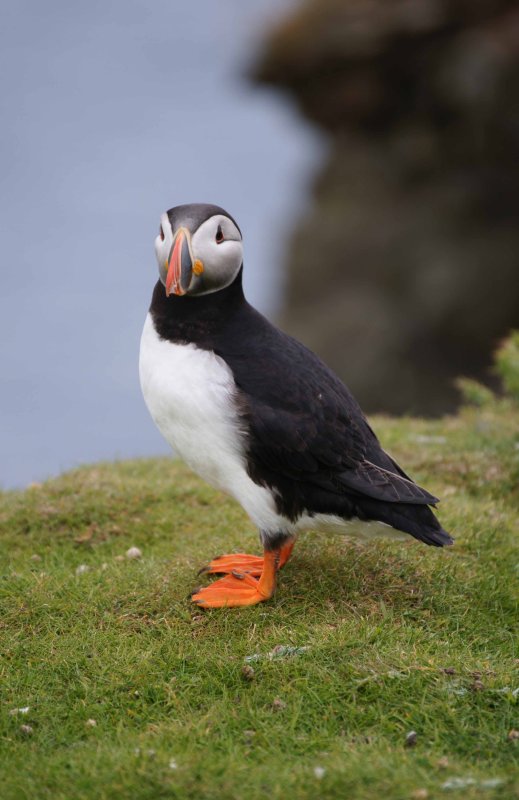 Puffin Pose.jpg