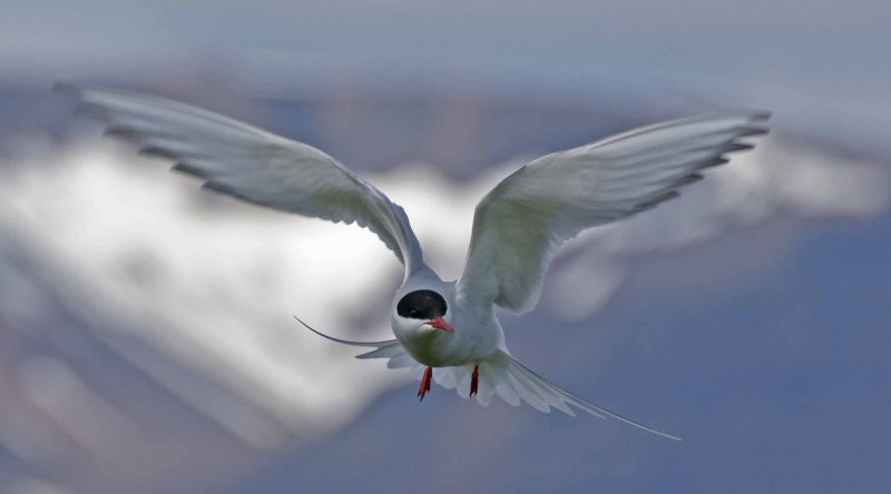 Artic Turn in flight Vigur Island Iceland.jpg