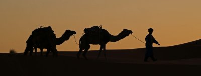 Camel Silouette Merzouga Dunes.jpg