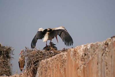 The Ubiquitous Stork.jpg