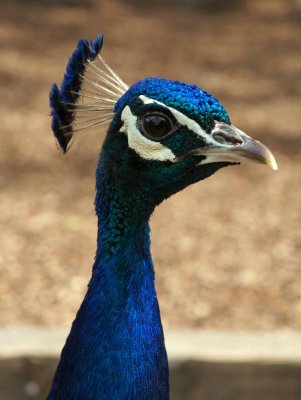 Peacock Portrait.jpg