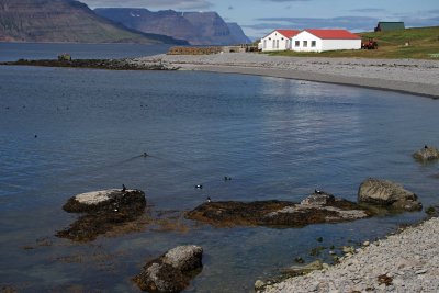 Bird Island of Vigur Iceland.jpg
