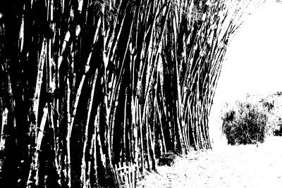 Abstract Bamboo Jardin Botanico.jpg