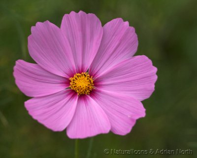 Pink Cosmos