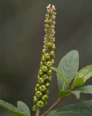 Flower and Seed Head