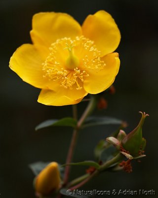 Yellow Flower