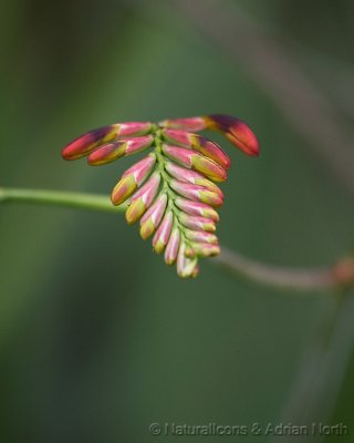 Red Flower