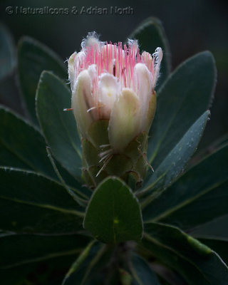 Protea Flower