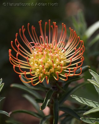 Pincushion Protea