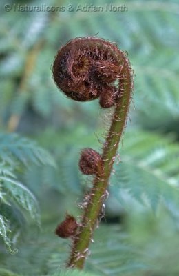 Fern Awakening