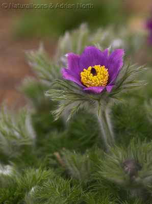 Purple Alpine