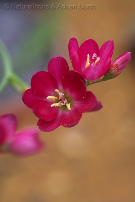 Red Alpine