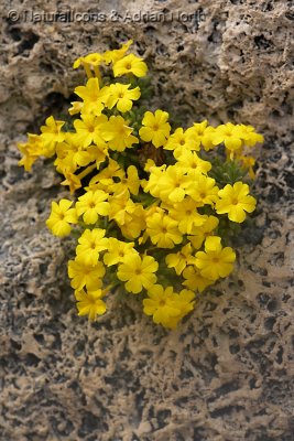 Yellow Flowers on Tufa