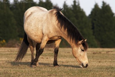 New Forest Pony