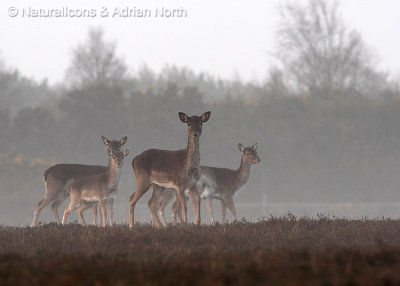 Hinds in the Mist
