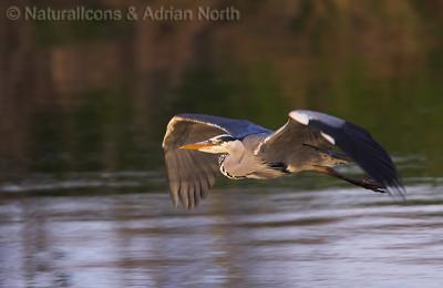 Grey Heron Flying