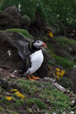 Atlantic Puffin Stretching