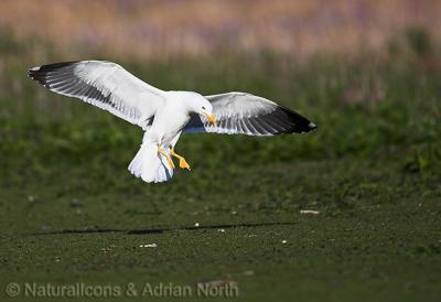 g4/94/517594/3/60500433.20060515_175056_HerringGull_LarusArgentatus_001.jpg