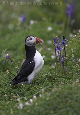 Atlantic Puffin looking at Bluebells