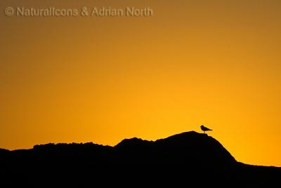 Skokholm Sunset with Bird