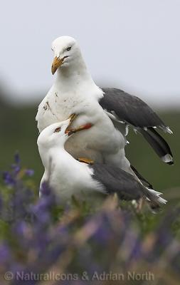 Lesser Black Backed Gulls Mating