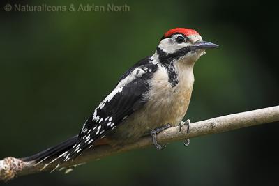 Juvenile Great Spotted Woodpecker