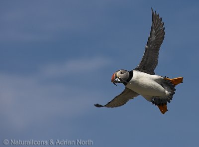 Atlantic Puffin on Final Approach