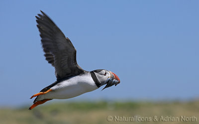 Flying Atlantic Puffin with Sandeels