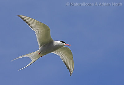 Arctic Tern Flying Overhead
