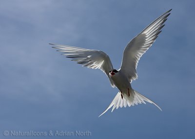Arctic Tern Hovering Overhead