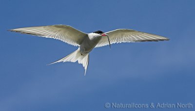Arctic Tern Flying With Sandeel