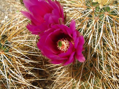 Thorny beauty - barrel cactus.JPG