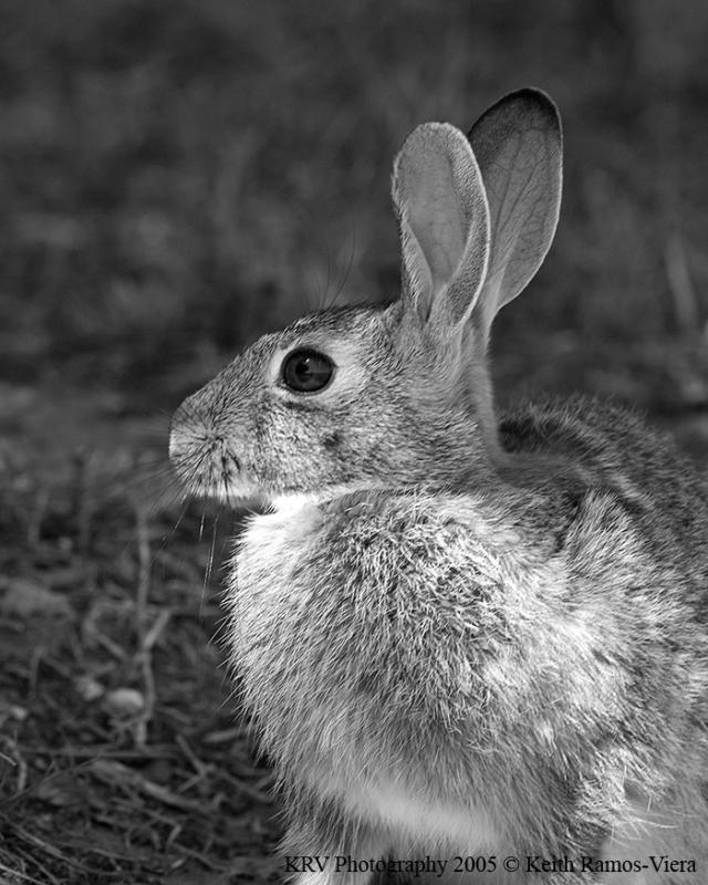 DSC_5935 Desert Cottontail.jpg