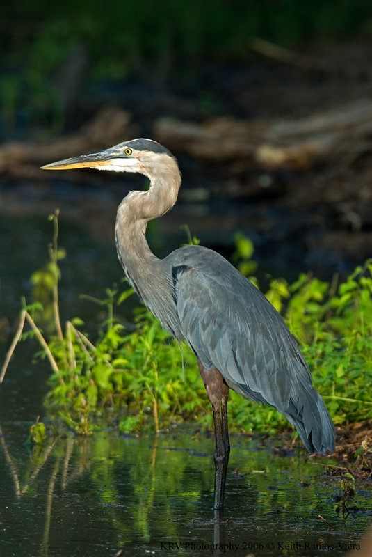 _KRV0457 Great Blue Heron.jpg
