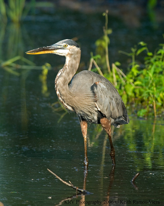 _KRV0460 Great Blue Heron.jpg