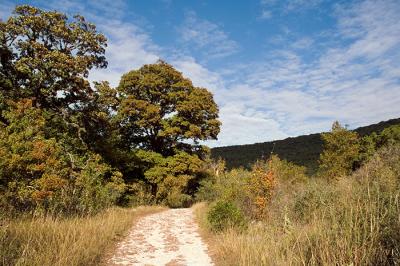 Lost Maples SP.jpg