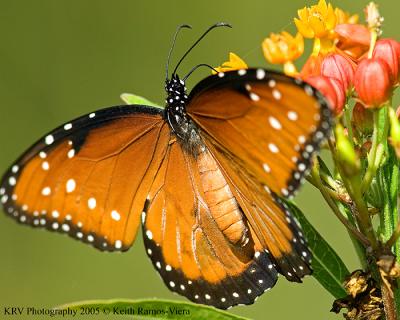 Queen Butterfly_web.jpg