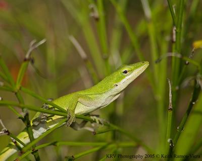 Anoles