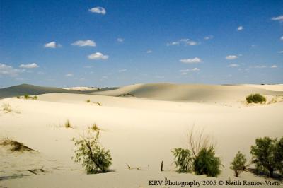 Monahans Sandhills State Park