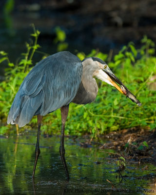 _KRV0449 Great Blue Heron with catfish.jpg