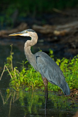 _KRV0457 Great Blue Heron.jpg